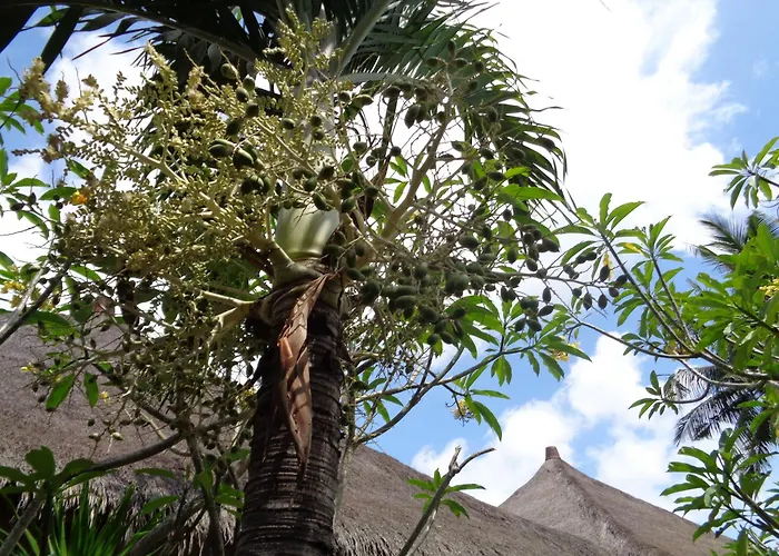 Mushroom Garden Villas